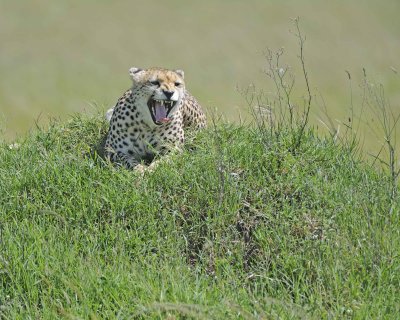 Cheetah, Female-011413-Maasai Mara National Reserve, Kenya-#3219.jpg