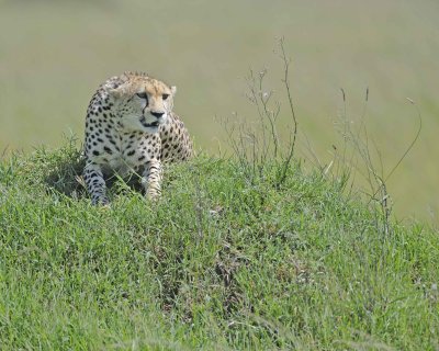 Cheetah, Female-011413-Maasai Mara National Reserve, Kenya-#3244.jpg