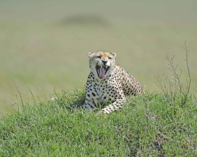 Cheetah, Female-011413-Maasai Mara National Reserve, Kenya-#3449.jpg