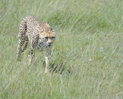 Cheetah, Female-011413-Maasai Mara National Reserve, Kenya-#3522.jpg