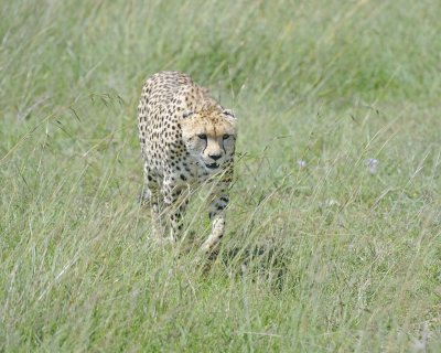 Cheetah, Female-011413-Maasai Mara National Reserve, Kenya-#3525.jpg