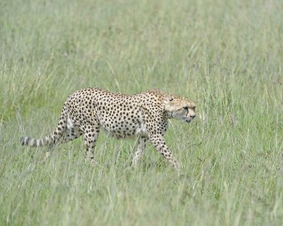 Cheetah, Female-011413-Maasai Mara National Reserve, Kenya-#3539.jpg