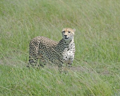 Cheetah, Female-011413-Maasai Mara National Reserve, Kenya-#3563.jpg