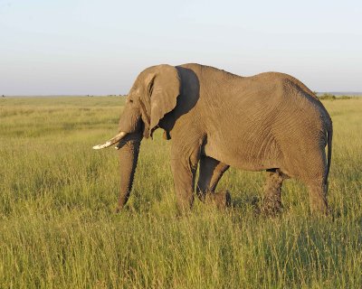 Elephant, African-011413-Maasai Mara National Reserve, Kenya-#0060.jpg