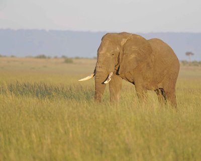 Elephant, African-011413-Maasai Mara National Reserve, Kenya-#0397.jpg