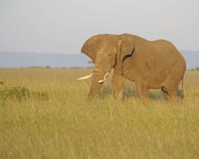 Elephant, African-011413-Maasai Mara National Reserve, Kenya-#0452.jpg