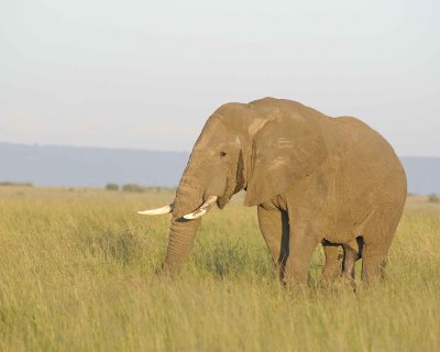 Elephant, African-011413-Maasai Mara National Reserve, Kenya-#0560.jpg