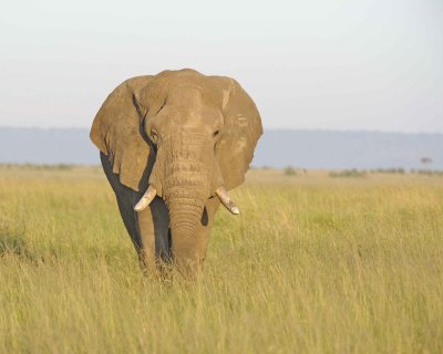 Elephant, African-011413-Maasai Mara National Reserve, Kenya-#0606.jpg