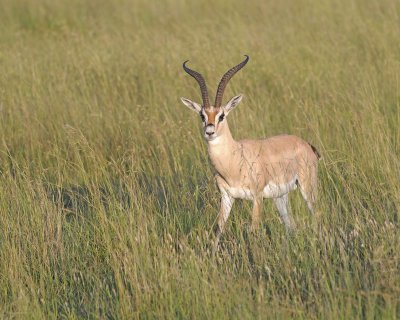 Gazelle, Grant's-011413-Maasai Mara National Reserve, Kenya-#0649.jpg