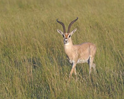Gazelle, Grant's-011413-Maasai Mara National Reserve, Kenya-#0652.jpg