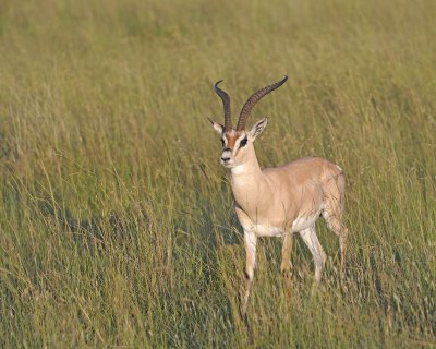 Gazelle, Grant's-011413-Maasai Mara National Reserve, Kenya-#0655.jpg