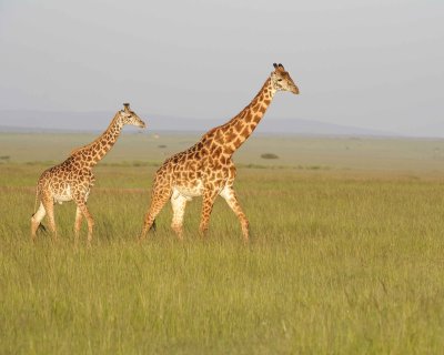 Giraffe, Maasai, 2-011413-Maasai Mara National Reserve, Kenya-#4714.jpg