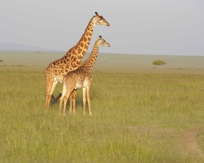 Giraffe, Maasai, 2-011413-Maasai Mara National Reserve, Kenya-#4740.jpg