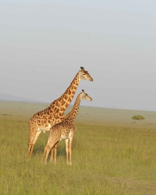 Giraffe, Maasai, 2-011413-Maasai Mara National Reserve, Kenya-#4786.jpg