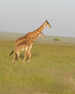 Giraffe, Maasai, 2-011413-Maasai Mara National Reserve, Kenya-#4797.jpg