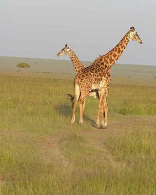 Giraffe, Maasai, 2-011413-Maasai Mara National Reserve, Kenya-#4868.jpg