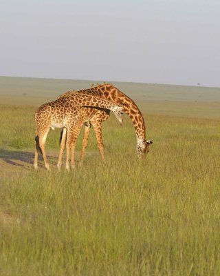 Giraffe, Maasai, 2-011413-Maasai Mara National Reserve, Kenya-#4869.jpg