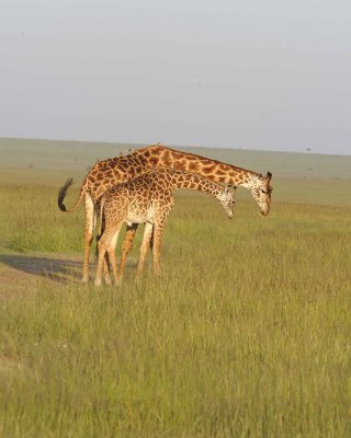Giraffe, Maasai, 2-011413-Maasai Mara National Reserve, Kenya-#4885.jpg