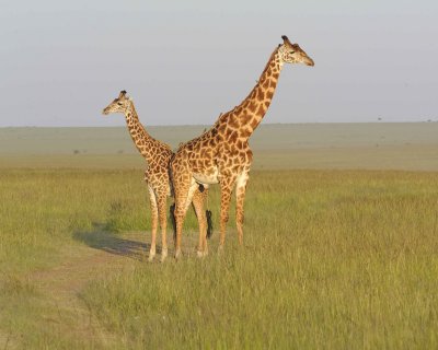 Giraffe, Maasai, 2-011413-Maasai Mara National Reserve, Kenya-#4923.jpg