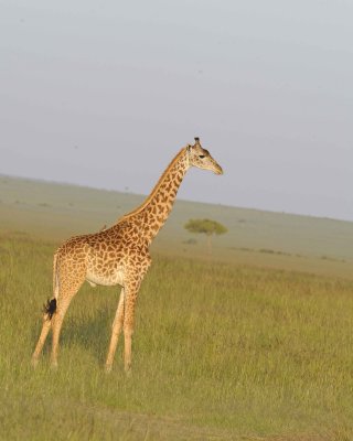Giraffe, Maasai, Head-011413-Maasai Mara National Reserve, Kenya-#4985.jpg