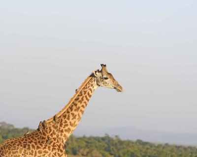 Giraffe, Maasai, multiple Oxpeckers-011413-Maasai Mara National Reserve, Kenya-#4697.jpg