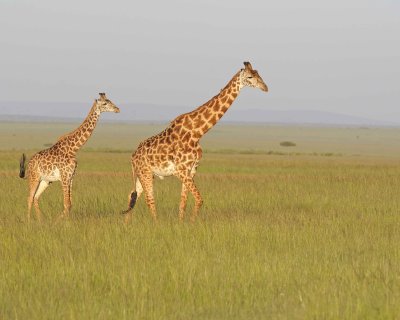 Giraffe, Maasai-011413-Maasai Mara National Reserve, Kenya-#4713.jpg