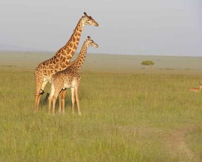 Giraffe, Maasai-011413-Maasai Mara National Reserve, Kenya-#4739.jpg