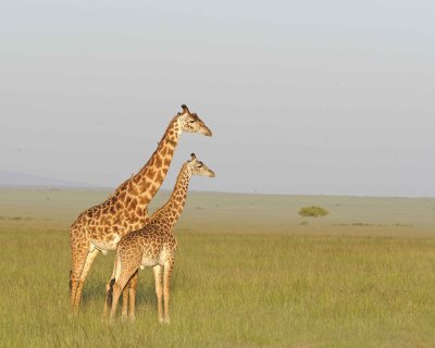 Gallery of Massai Giraffe