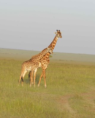Giraffe, Maasai-011413-Maasai Mara National Reserve, Kenya-#4801.jpg