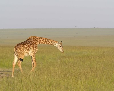 Giraffe, Maasai-011413-Maasai Mara National Reserve, Kenya-#4952.jpg