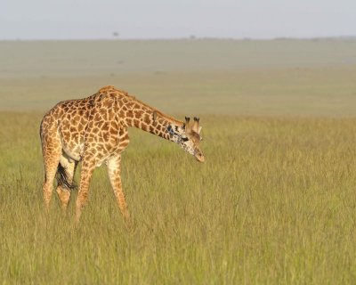 Giraffe, Maasai-011413-Maasai Mara National Reserve, Kenya-#4967.jpg