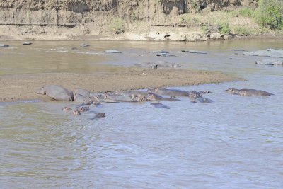 Hippopotamus-011413-Mara River, Maasai Mara National Reserve, Kenya-#0246.jpg