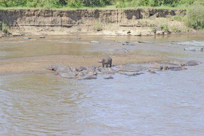 Hippopotamus-011413-Mara River, Maasai Mara National Reserve, Kenya-#0333.jpg