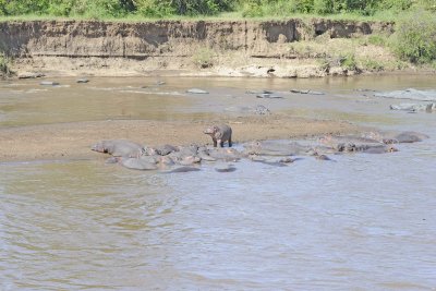 Hippopotamus-011413-Mara River, Maasai Mara National Reserve, Kenya-#0335.jpg