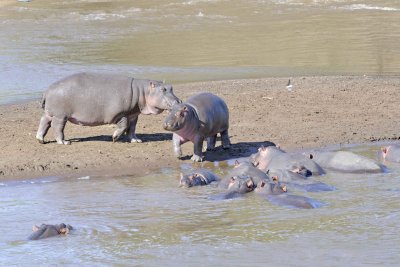 Hippopotamus-011413-Mara River, Maasai Mara National Reserve, Kenya-#2166.jpg