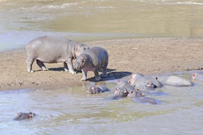 Hippopotamus-011413-Mara River, Maasai Mara National Reserve, Kenya-#2169.jpg