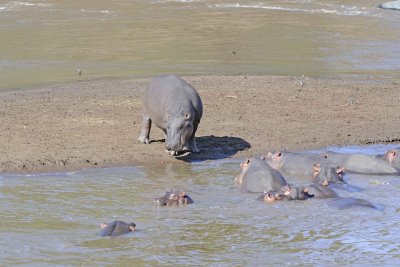 Hippopotamus-011413-Mara River, Maasai Mara National Reserve, Kenya-#2171.jpg