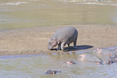 Hippopotamus-011413-Mara River, Maasai Mara National Reserve, Kenya-#2191.jpg