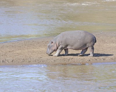 Hippopotamus-011413-Mara River, Maasai Mara National Reserve, Kenya-#2212.jpg