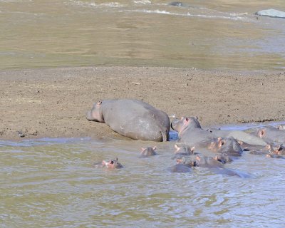 Hippopotamus-011413-Mara River, Maasai Mara National Reserve, Kenya-#2224.jpg