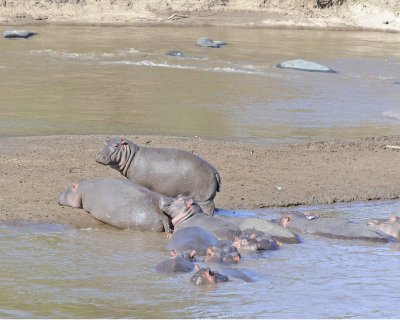 Hippopotamus-011413-Mara River, Maasai Mara National Reserve, Kenya-#2251.jpg