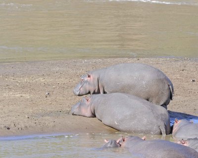 Hippopotamus-011413-Mara River, Maasai Mara National Reserve, Kenya-#2332.jpg