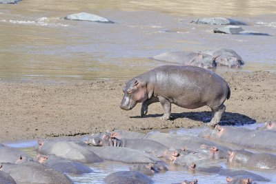 Hippopotamus-011413-Mara River, Maasai Mara National Reserve, Kenya-#2336.jpg
