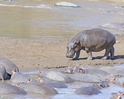 Hippopotamus-011413-Mara River, Maasai Mara National Reserve, Kenya-#2342.jpg