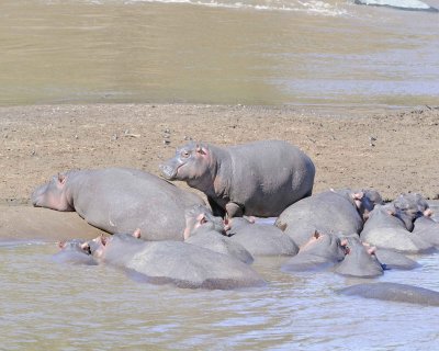 Hippopotamus-011413-Mara River, Maasai Mara National Reserve, Kenya-#2371.jpg