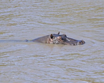 Hippopotamus-011413-Mara River, Maasai Mara National Reserve, Kenya-#2382.jpg