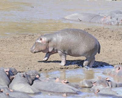 Hippopotamus-011413-Mara River, Maasai Mara National Reserve, Kenya-#2396.jpg