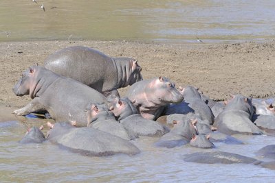 Hippopotamus-011413-Mara River, Maasai Mara National Reserve, Kenya-#2410.jpg