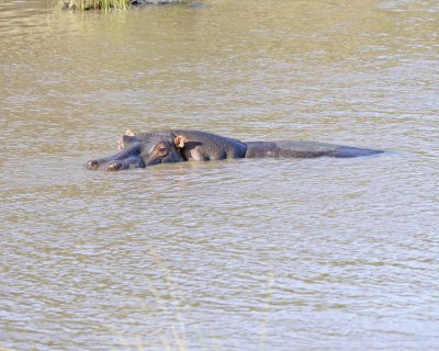 Hippopotamus-011413-Mara River, Maasai Mara National Reserve, Kenya-#4317.jpg