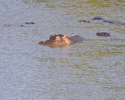 Hippopotamus-011413-Mara River, Maasai Mara National Reserve, Kenya-#4373.jpg